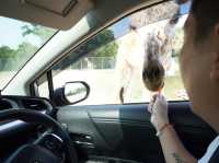 Safari Park Kanchanaburi | ซาฟารีปาร์ค กาญจนบุรี