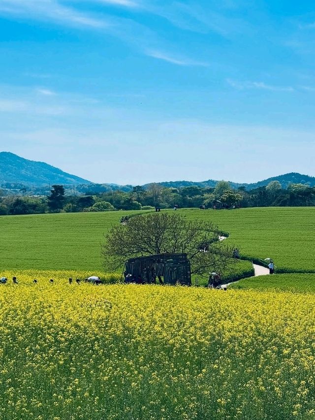 Green Waves at Gochang’s Barley Field