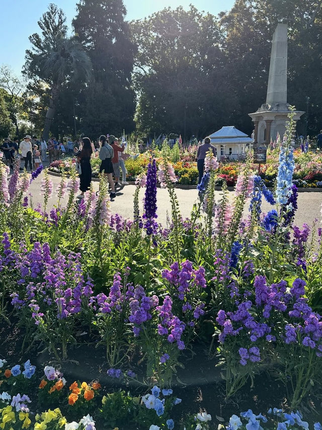 🌸【花に包まれる街】ダーリング・ダウンズの花祭りで彩りの旅
