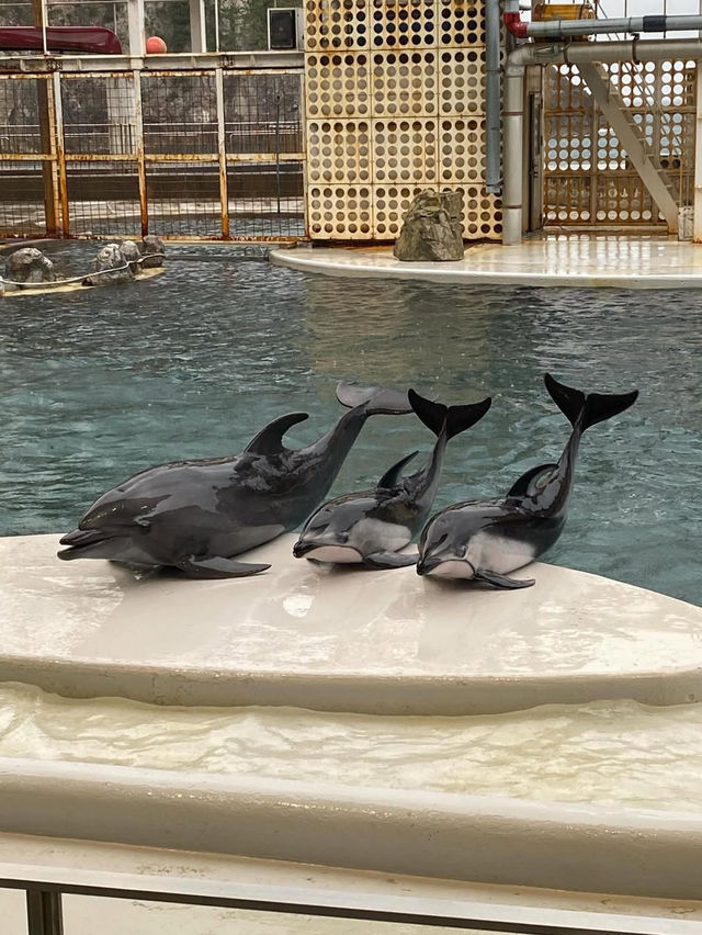 【城崎マリンワールド】海とつながる体験型水族館で、感動のひとときを🐟🎣