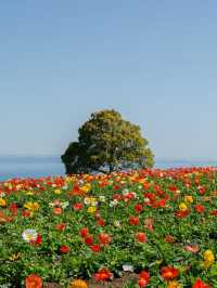 【あわじ花さじき】空と海と花の絶景コラボ！淡路島で癒しの花畑さんぽ🌸🌊