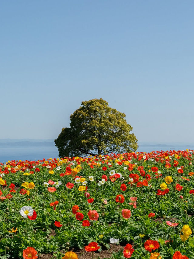 【あわじ花さじき】空と海と花の絶景コラボ！淡路島で癒しの花畑さんぽ🌸🌊