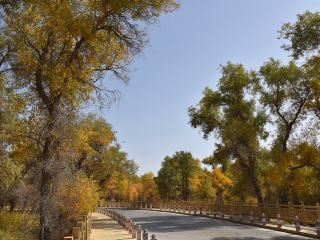 新疆-塔里木胡楊林公園（休閒農場）