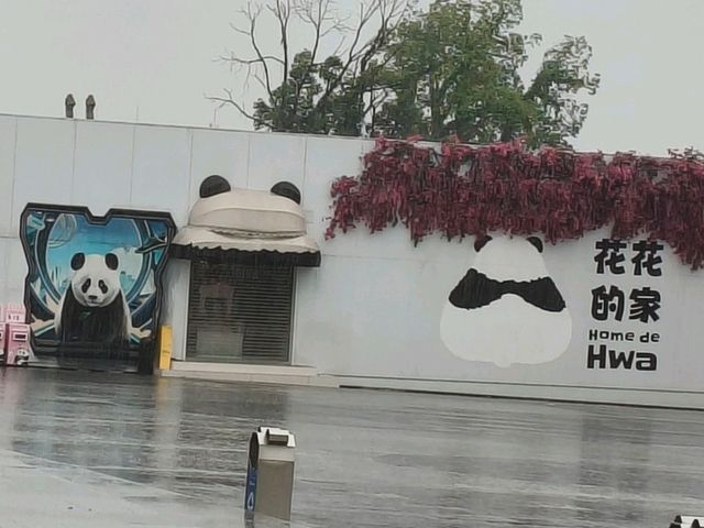 🎋【成都｜大熊貓基地】🐼 熊貓控的天堂 × 私人導覽超值推薦 × 捐款還送限量熊貓娃娃！