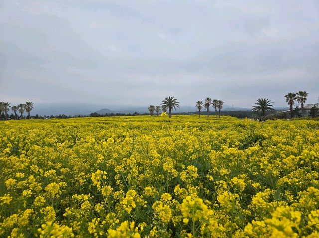 🌼 제주 휴애리 유채꽃 축제 