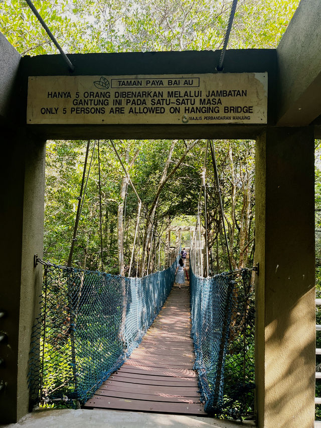 City Mangrove Park – A Perfect Summer Escape into Nature
