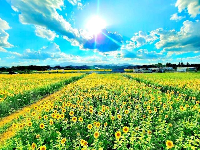 座間向日葵田
