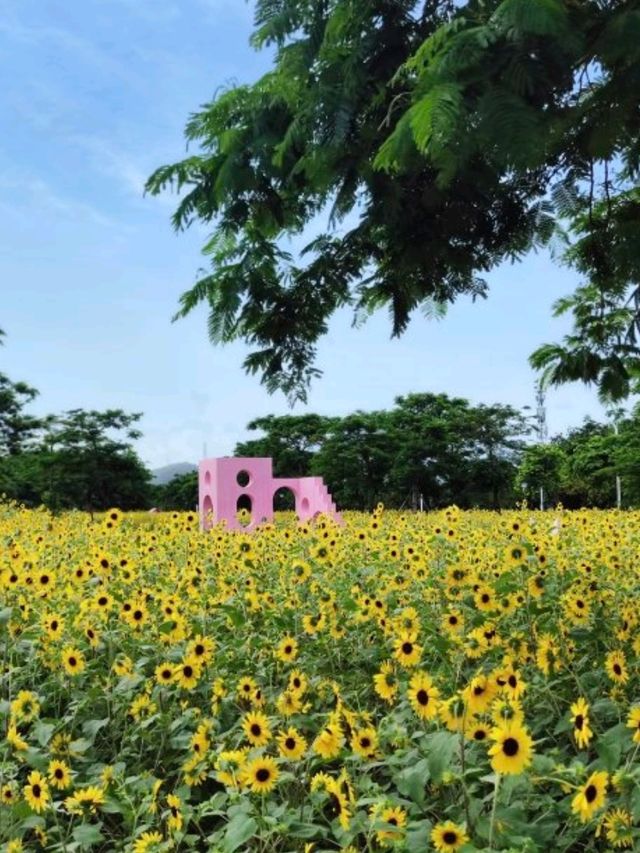 🌸 橫琴花海長廊三號驛站｜太陽花+露營
