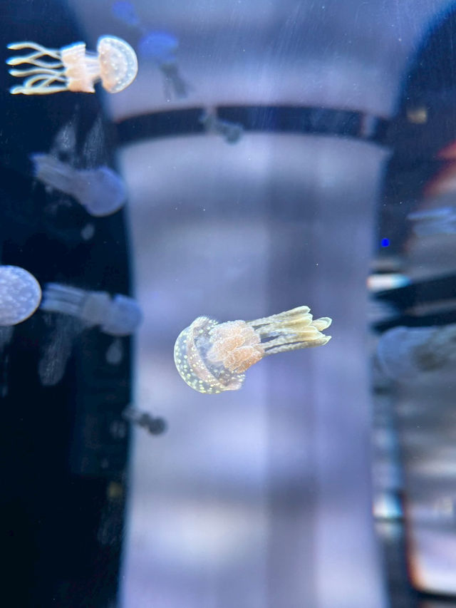 【如夢似幻的藍色奇遇】——走進DMM沖繩水族館，感受海洋的溫柔呼吸