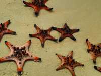 Starfish Everywhere?! Yep, It’s That Magical
