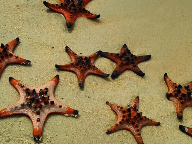 Starfish Everywhere?! Yep, It’s That Magical