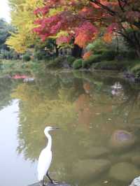 秋意盎然的都心秘境日比谷公園