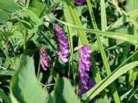 Nalati Sea of Flowers, A Summer Poem Under the Paraglider