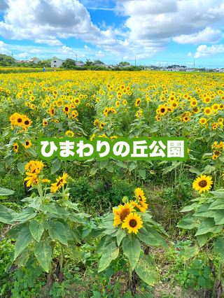 ┃兵庫大野┃盛開！向日葵之丘公園2025