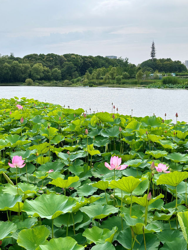 💎🌊 Feicui Lake Scenic Area