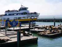 🌊 Pier 39 San Francisco: เดินชิล ชมสิงโตทะเล!