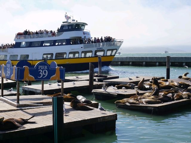 🌊 Pier 39 San Francisco: เดินชิล ชมสิงโตทะเล!