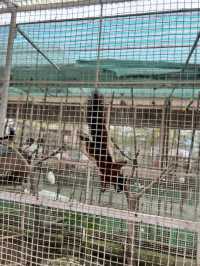 Batam Zoo -kids paradise