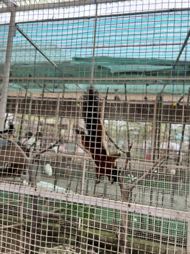 Batam Zoo -kids paradise