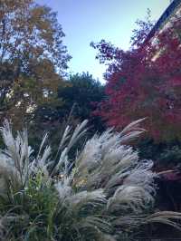 🍁紅葉と異国の風景を歩く秋の横浜散歩　中区　関内　横浜