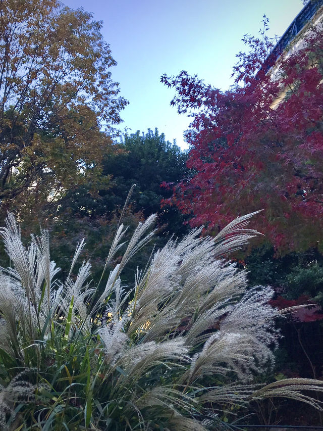 🍁紅葉と異国の風景を歩く秋の横浜散歩　中区　関内　横浜