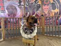 土佐犬🤍【土佐犬スタジオ】