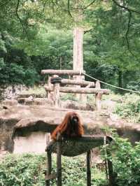 สวนสัตว์เปิดเขาเขียว 🌳🐘🦒🦌🌲