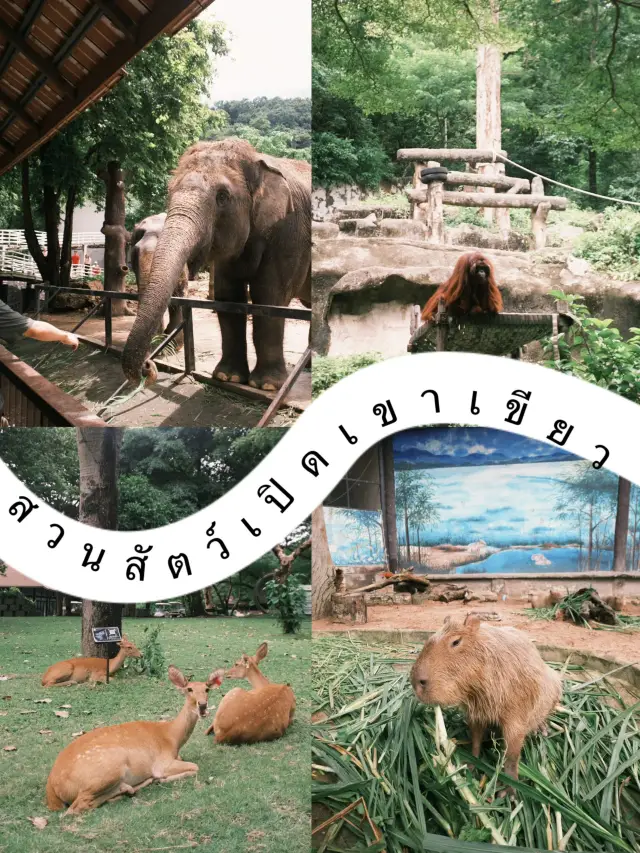 สวนสัตว์เปิดเขาเขียว 🌳🐘🦒🦌🌲