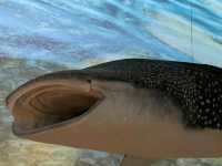 Immersive Cultural Journey at the National Museum of Qatar