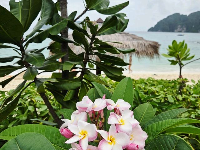 🏖️ Long Beach bliss : Phi Phi’s Secret Stretch of Paradise! Turquoise calm, white sand! 🏖️ Long Beach bliss : Phi Phi’s Secret Stretch of Paradise! Turquoise calm, white sand!