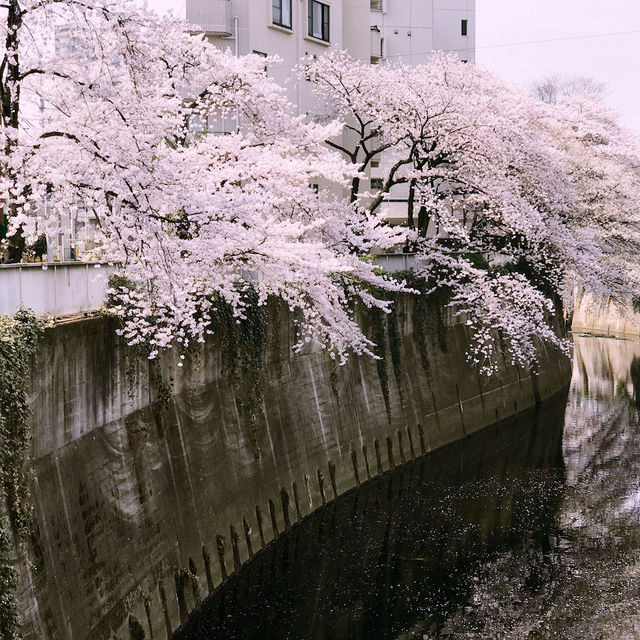 文京・関口 神田川沿いの桜を狙う — 撮影ポイント＆ランチガイド