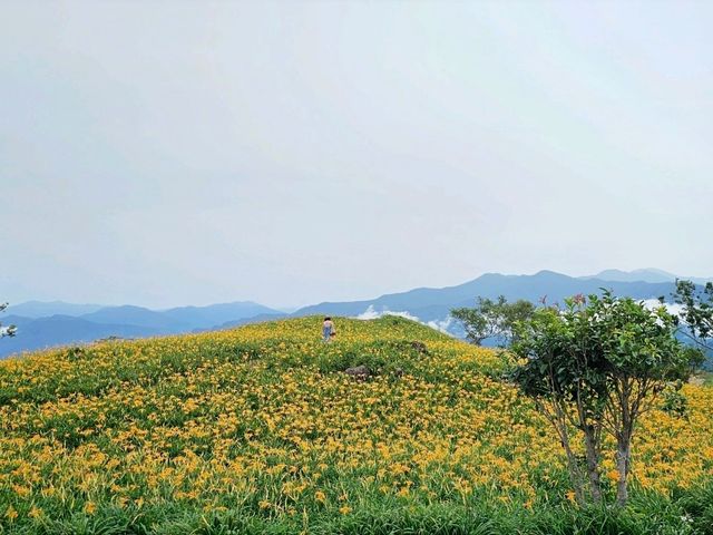花蓮｜季節限定，穿越金色花海