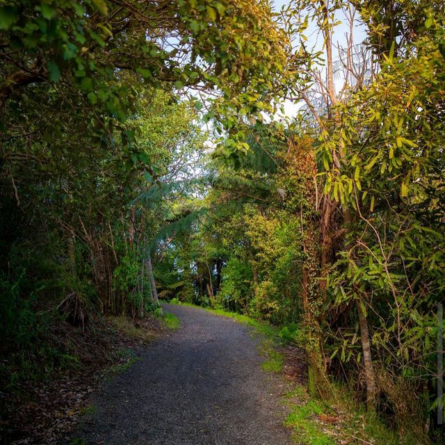 Waitakere Ranges 🌲 Waitakere Ranges 🌲