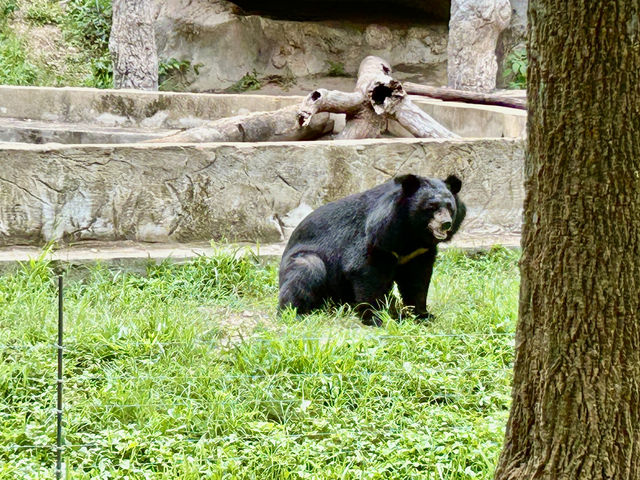 清邁夜間野生動物園親子遊  