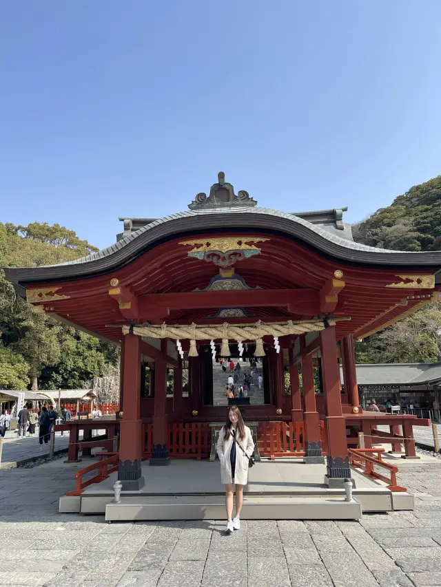 ⛩️ ศาลเจ้าสึรุงะโอกะ ฮาจิมังกู – Kamakura, Japan 🇯🇵