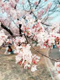 櫻花季東京獨旅 第五天行程大公開