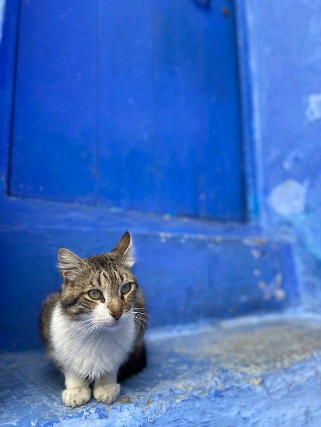 Step Into the Blue Wonder of Chefchaouen Medina 💙🏞️