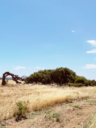 🌳 The Leaning Tree & Pink Lake: Nature's Most Instagrammable Duo! 📸