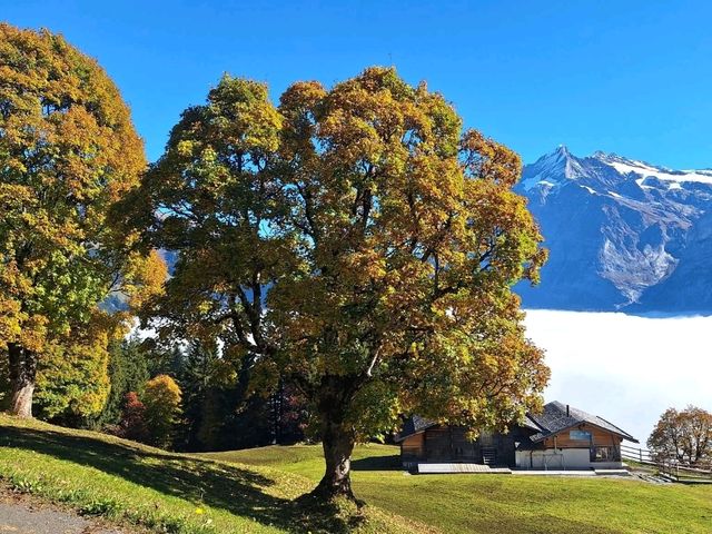 Grindelwald Forest