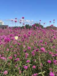 Best autumn escapes near Seoul-Nari Park in Yangju