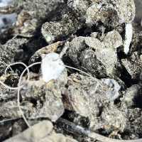 🦪 「蠔」情萬種：流浮山的日落與海味傳奇