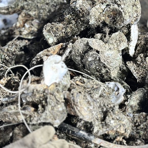 🦪 「蠔」情萬種：流浮山的日落與海味傳奇