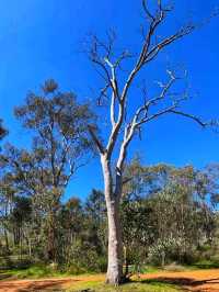 🌄 Kalamunda National Park – Nature’s Hidden Retreat Near Perth