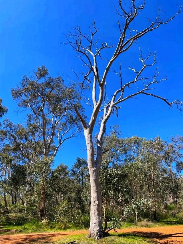 🌄 Kalamunda National Park – Nature’s Hidden Retreat Near Perth