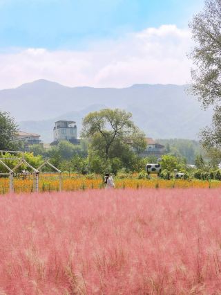 Pink Muhly in Full Bloom at a Cheongju Cafe