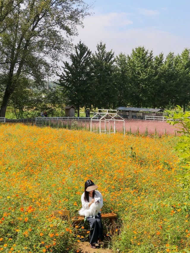(실시간) 핑크뮬리 가득 물든 청주 카페💖 