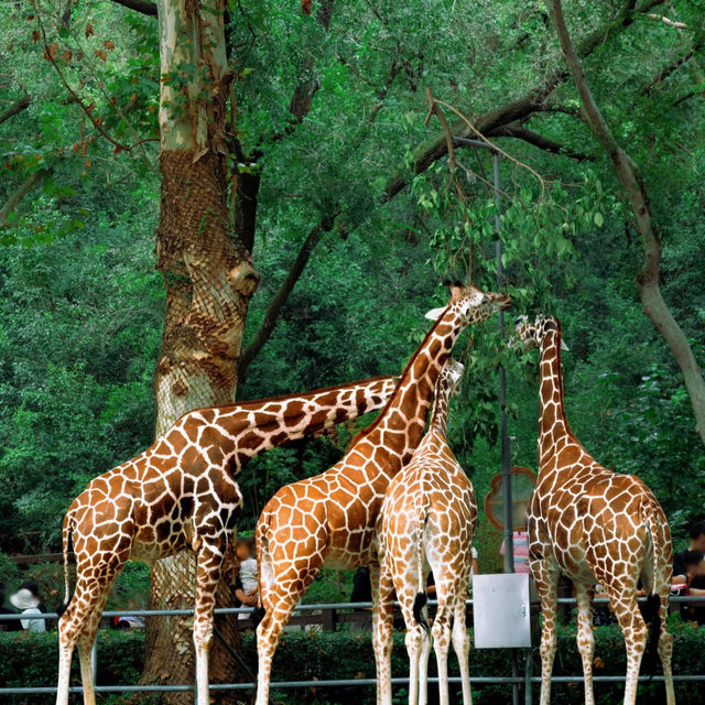 🏙️ Must-Visit Places in Shanghai! 🌟