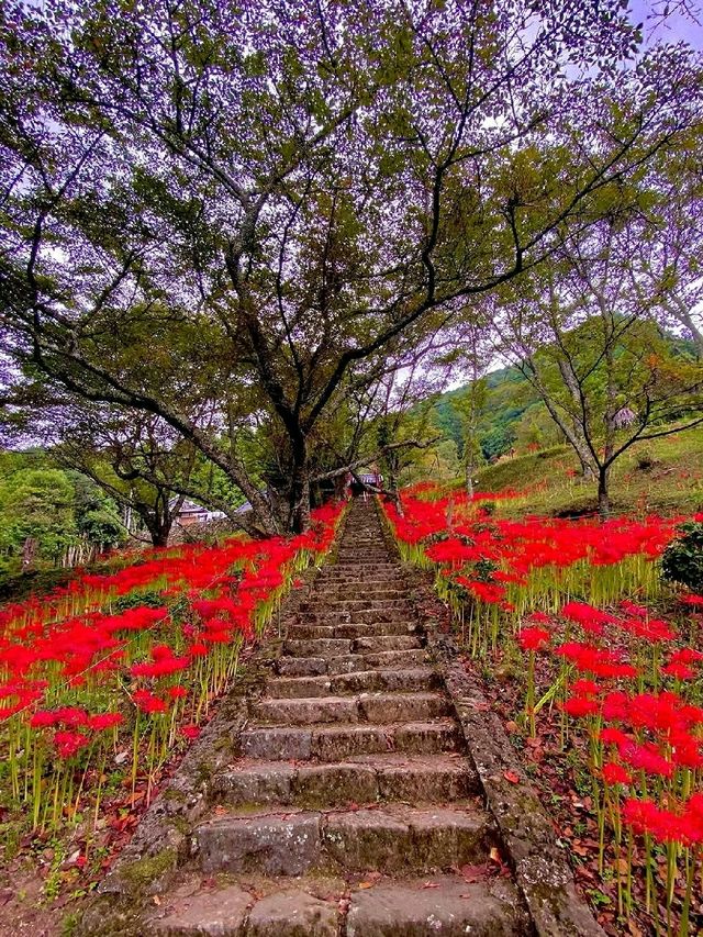 Nara – Where Autumn Whispers Through Ancient Temples and Deer Parks 🇯🇵🦌 Nara – Where Autumn Whispers Through Ancient Temples and Deer Parks 🇯🇵🦌