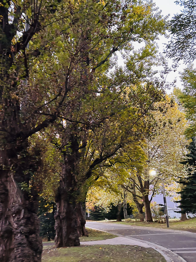 나카지마공원의 아침