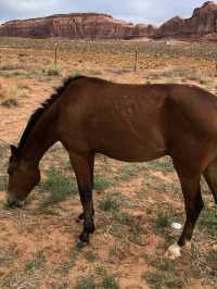 【アメリカ西部🇺🇸】アメリカの大地を駆け抜ける、壮大な自然の旅へ🛻🌅